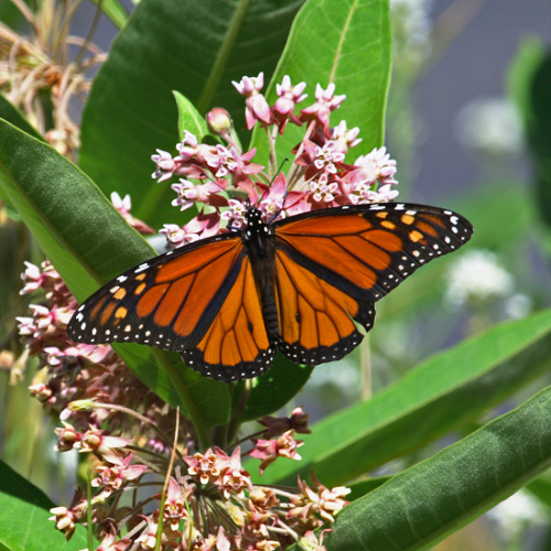 Milkweed Miracle: One Canadian Company is Growing Milkweed to Clean Up Oil Spills